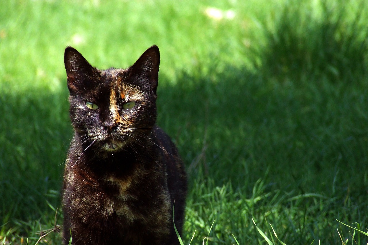 王欣瑜的猫咪狩猎再现——一场灵动与优雅的视觉盛宴